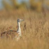 Drop velky - Otis tarda - Great Bustard 4259